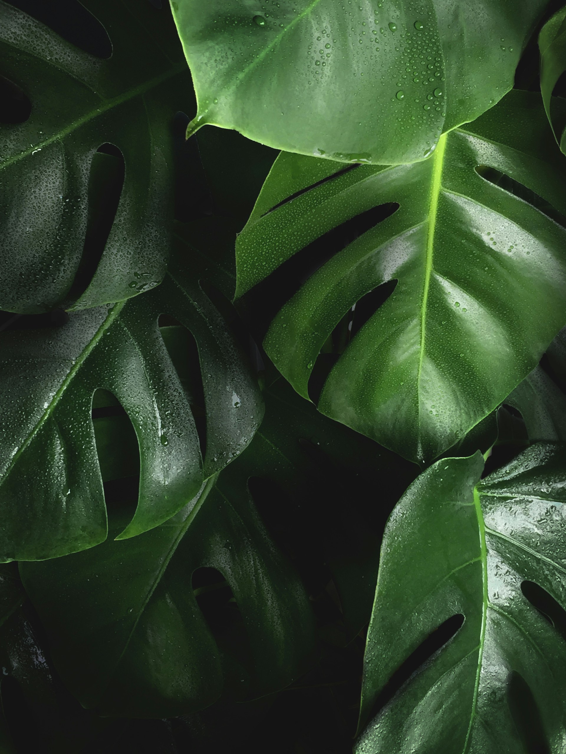 image of jungle leafs
